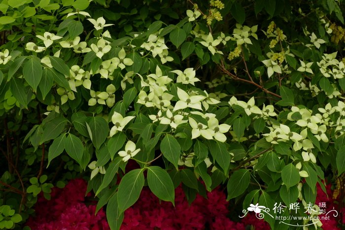 ‘中国姑娘’四照花Cornus kousa  ‘China Girl’