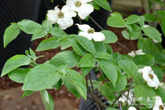 '阿斯科纳'太平洋四照花 Cornus nuttallii 'Ascona'