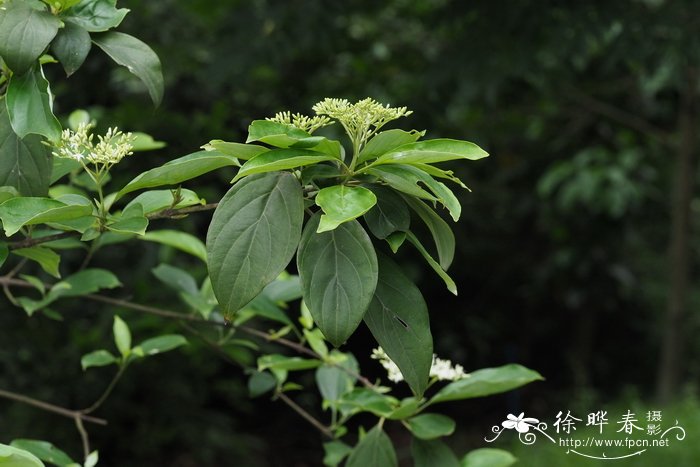 光皮梾木cornus wilsoniana