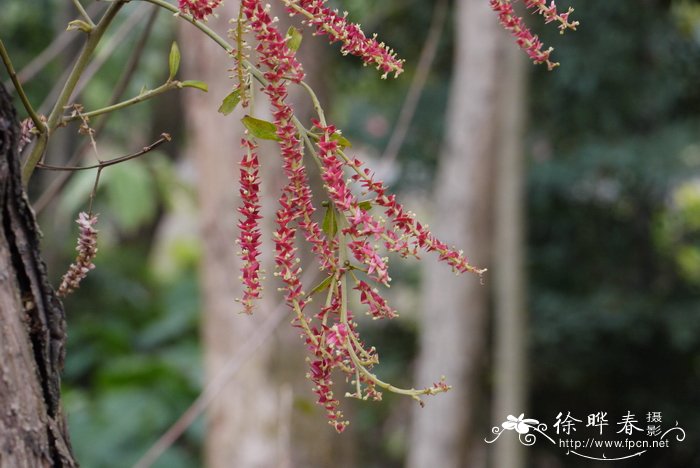 千果榄仁Terminalia myriocarpa