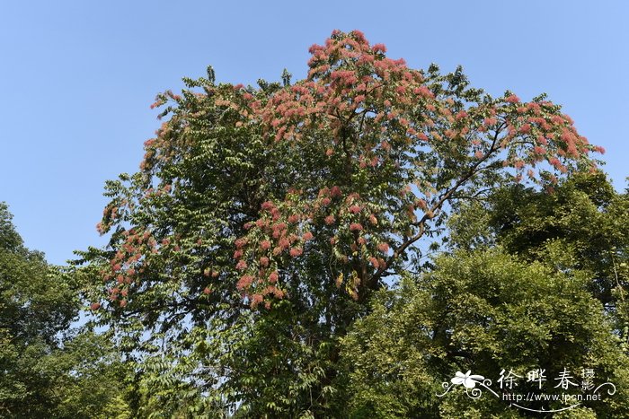 千果榄仁Terminalia myriocarpa