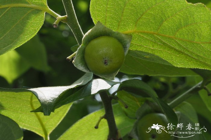 油柿Diospyros oleifera