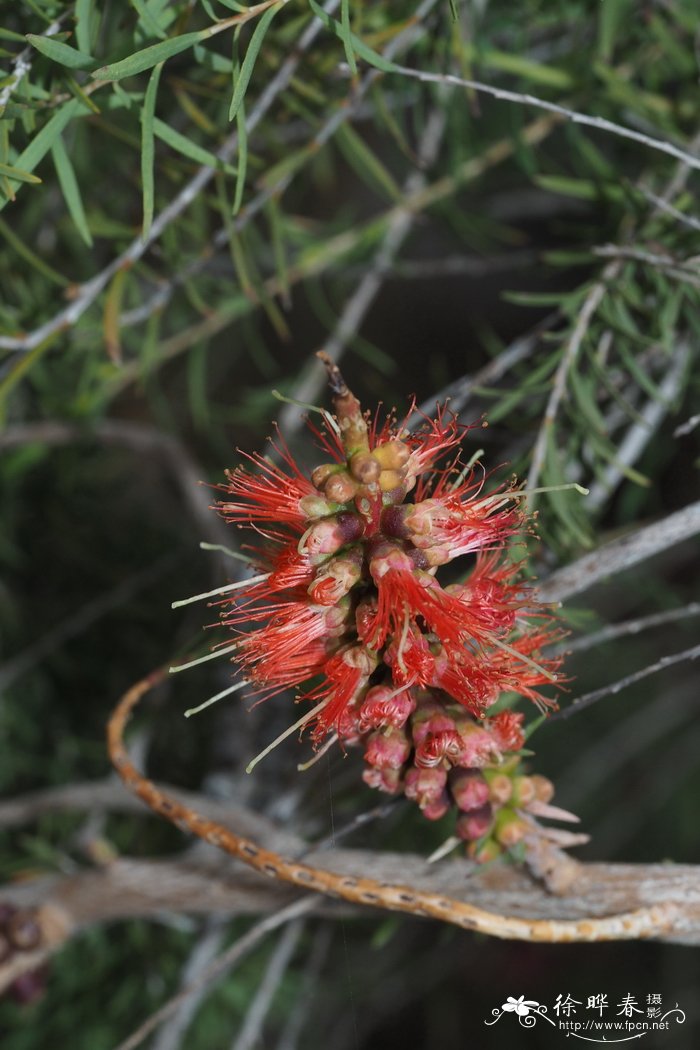 砖红白千层Melaleuca lateritia