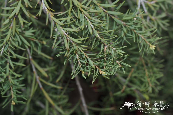 砖红白千层Melaleuca lateritia