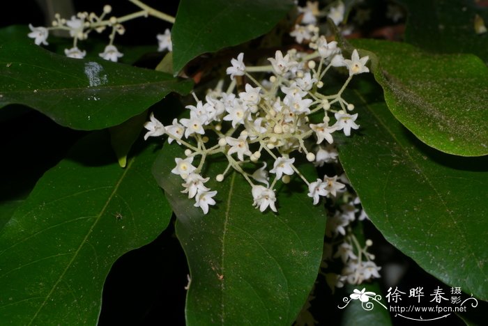 蝴蝶树 Heritiera parvifolia