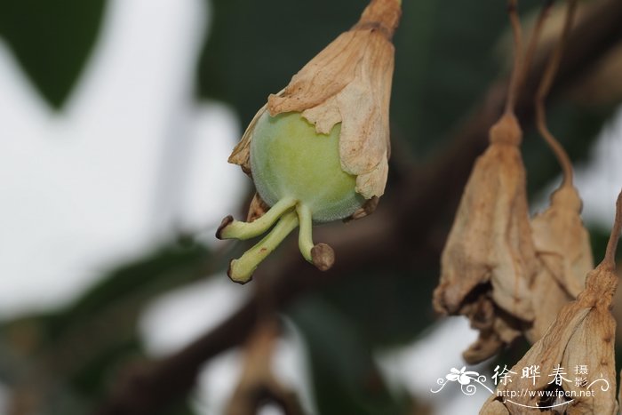 木西番莲Passiflora emarginata