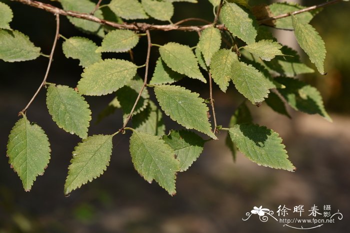 圆冠榆Ulmus densa