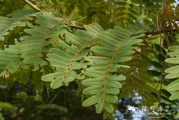 帝汶决明Senna timoriensis