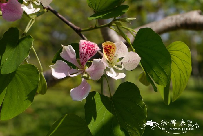 单蕊羊蹄甲 Bauhinia monandra