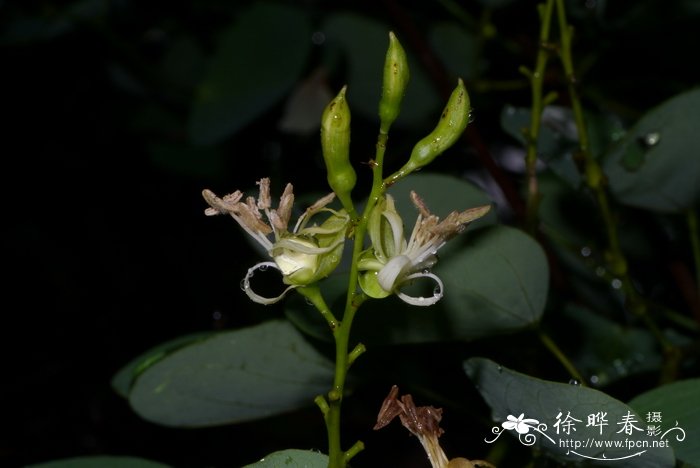 总状花羊蹄甲 Bauhinia racemosa