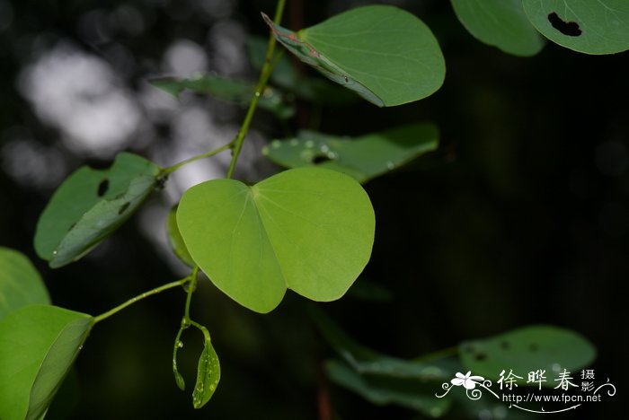 总状花羊蹄甲 Bauhinia racemosa