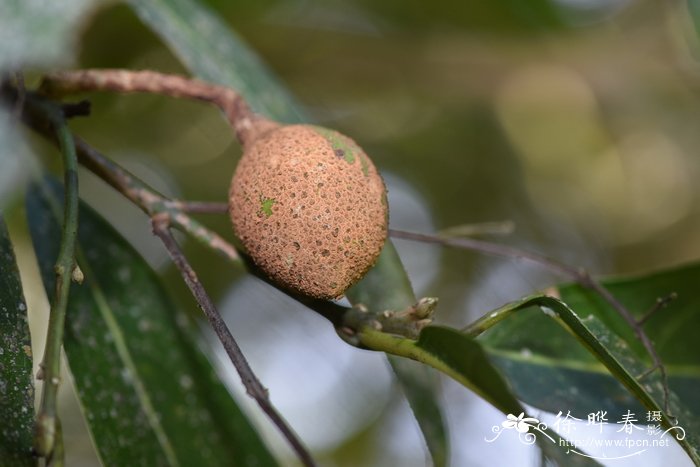 少花琼楠Beilschmiedia pauciflora