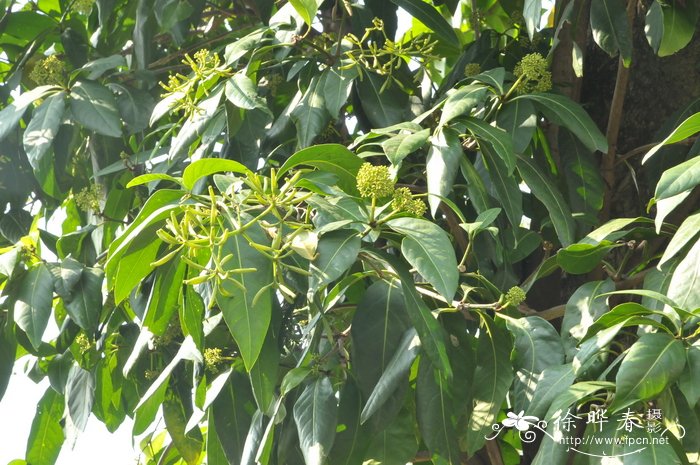 胶果木Pisonia umbellifera