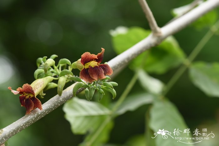 桑给巴尔猫尾木Markhamia zanzibarica