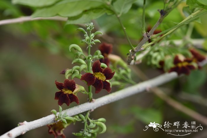 桑给巴尔猫尾木Markhamia zanzibarica