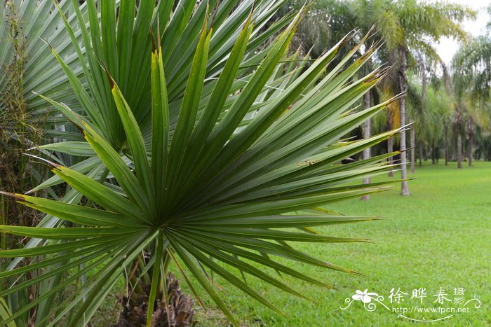 百慕大菜棕Sabal bermudana