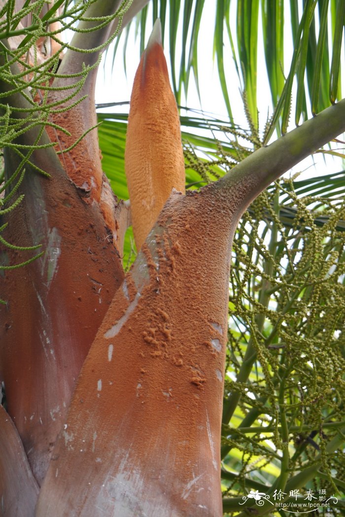 红领椰子Dypsis leptocheilos