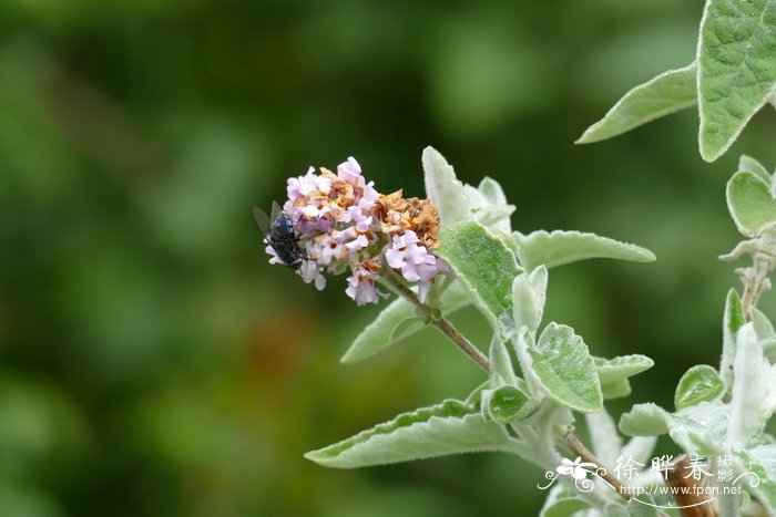 皱叶醉鱼草Buddleja crispa