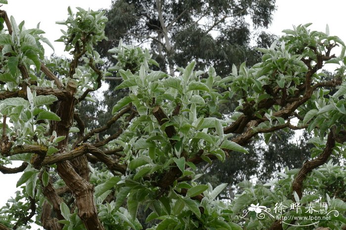 皱叶醉鱼草Buddleja crispa