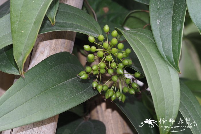 马甲菝葜Smilax lanceifolia