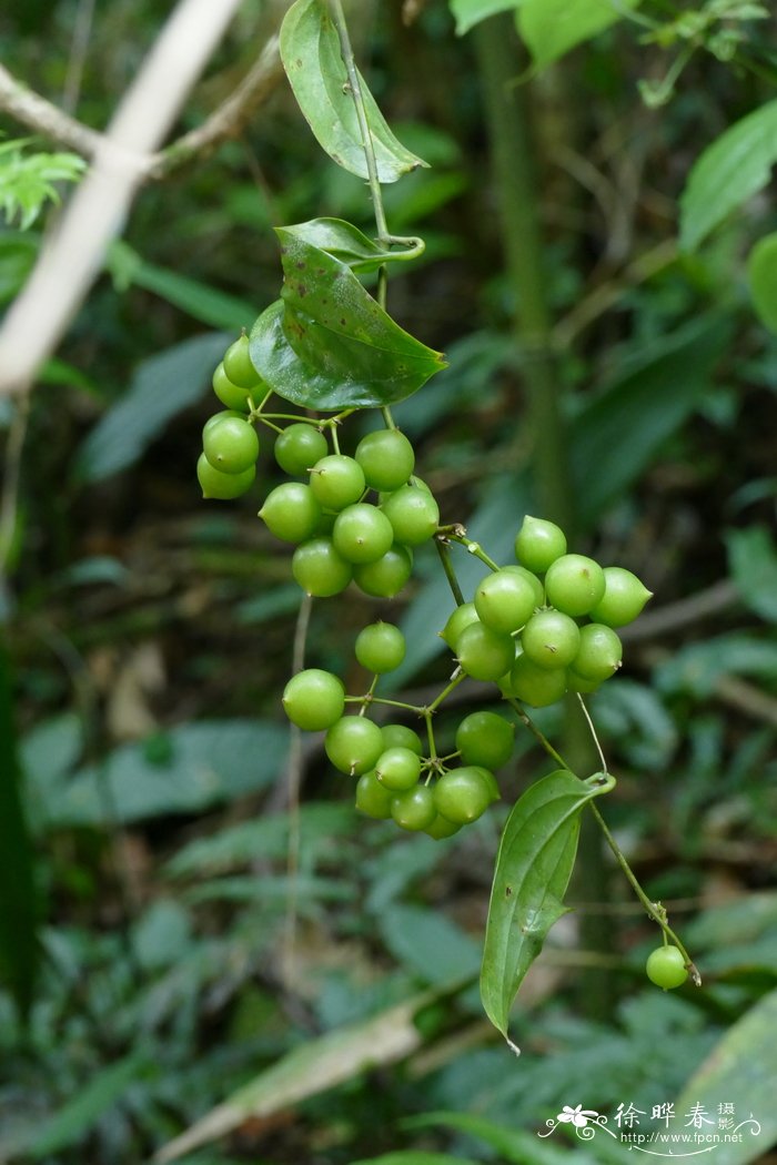 大果菝葜Smilax megacarpa