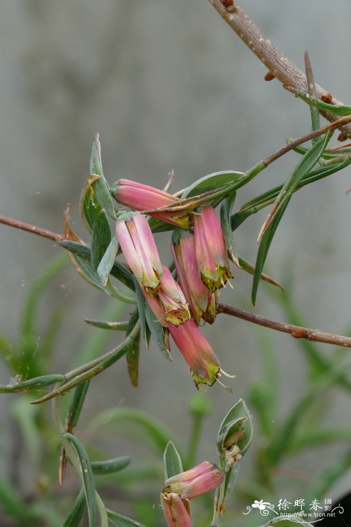 甜味竹叶吊钟Bomarea dulcis