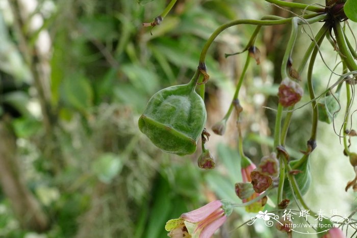 红花竹叶吊钟Bomarea edulis