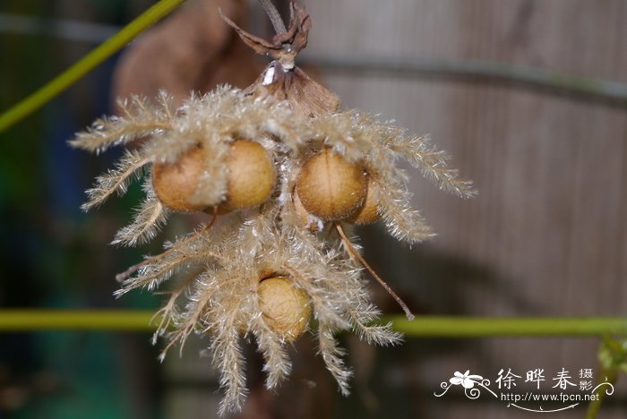 黄蓉花Dalechampia bidentata var. yunnanensis