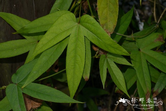 黄蓉花Dalechampia bidentata var. yunnanensis