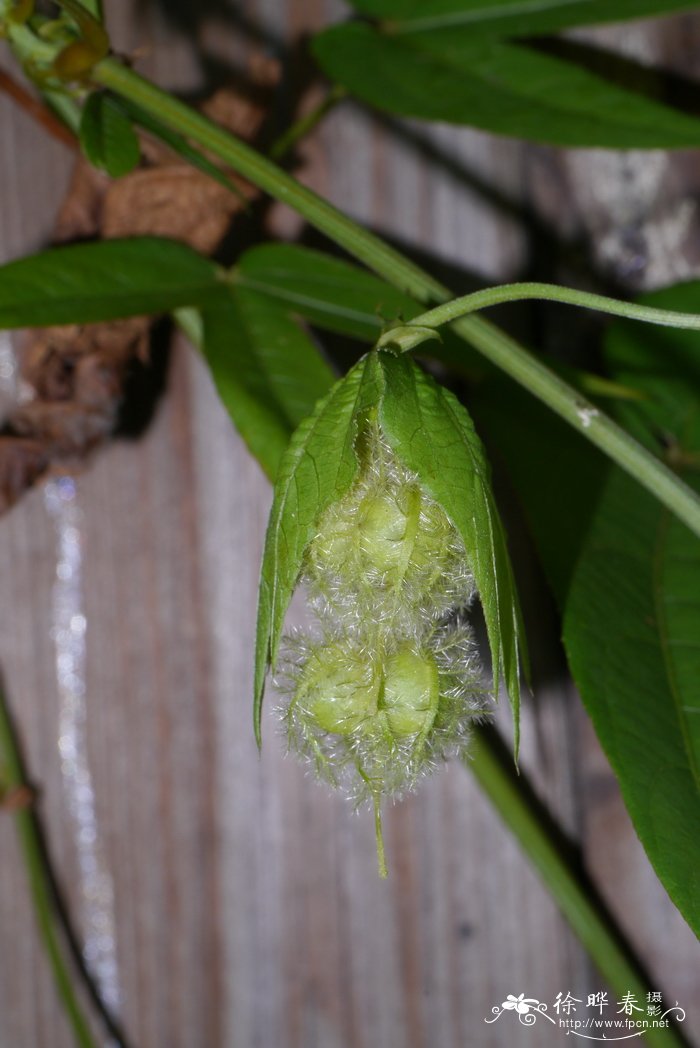 黄蓉花Dalechampia bidentata var. yunnanensis