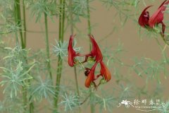 百脉根属杂交种Lotus eremiticus x berthelotii