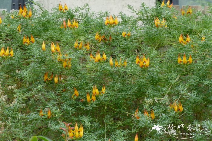 金斑百脉根Lotus maculatus