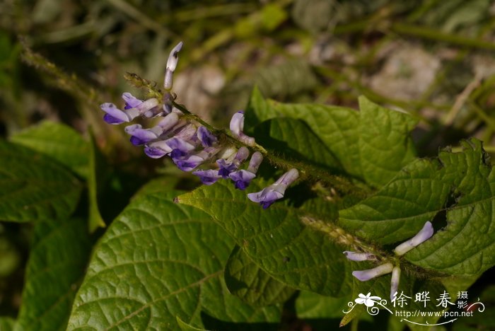 锈毛两型豆Amphicarpaea ferruginea