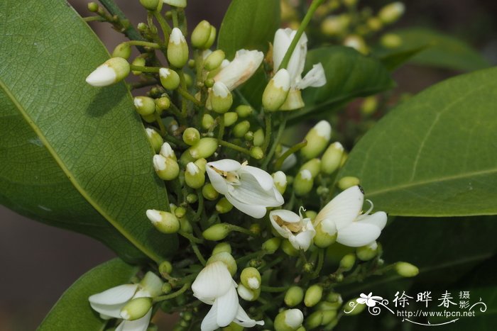 藤槐Bowringia callicarpa