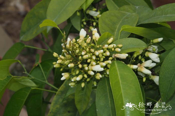 藤槐Bowringia callicarpa