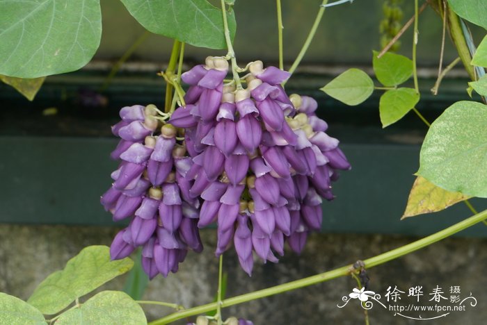 褶皮黧豆 Mucuna lamellata