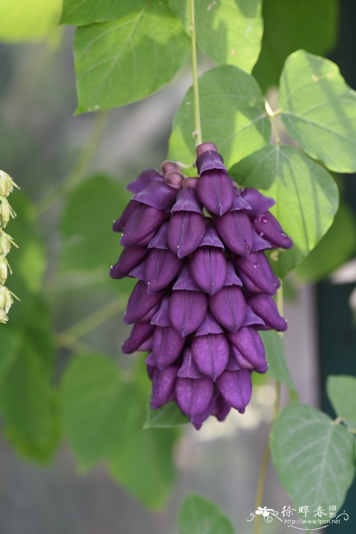 褶皮黧豆 Mucuna lamellata