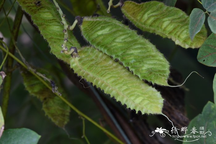 褶皮黧豆 Mucuna lamellata