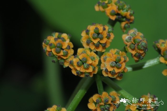 海南地不容Stephania hainanensis