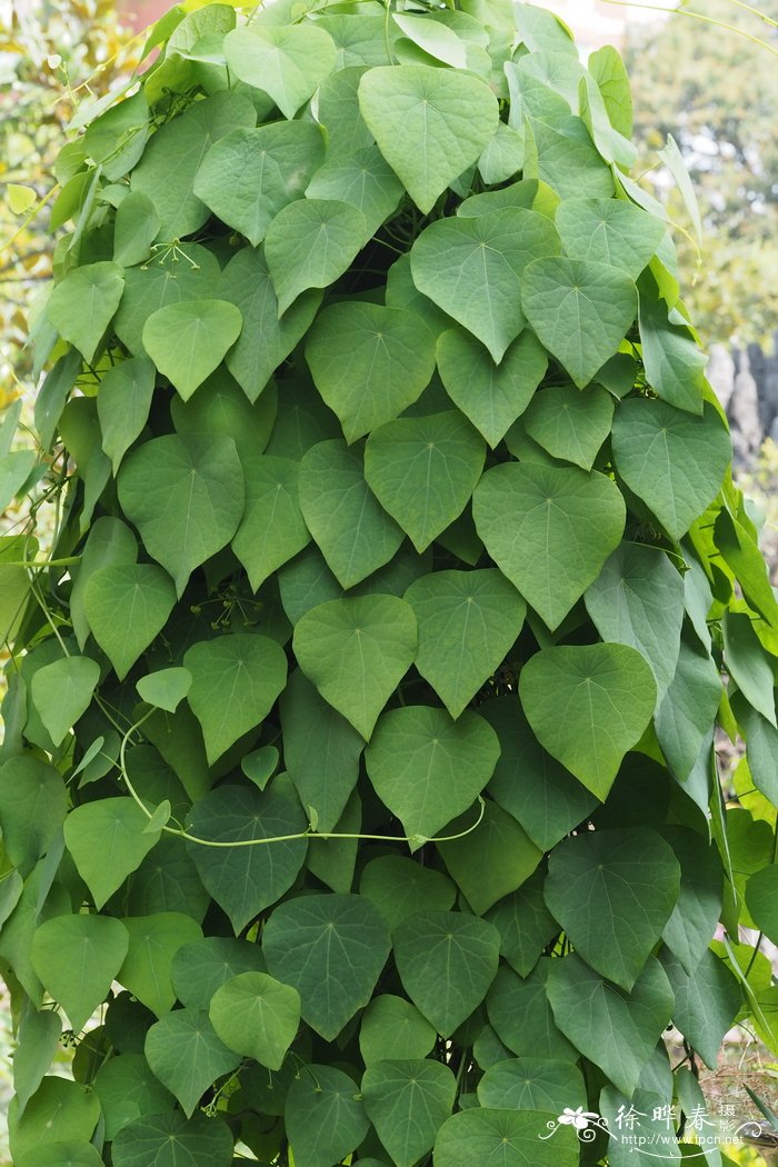 海南地不容Stephania hainanensis