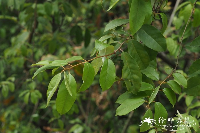 蔓胡颓子Elaeagnus glabra