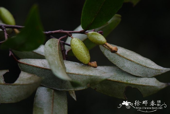 鸡柏紫藤Elaeagnus loureiroi