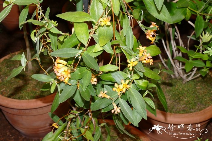 开口吊藤莓Billardiera ringens