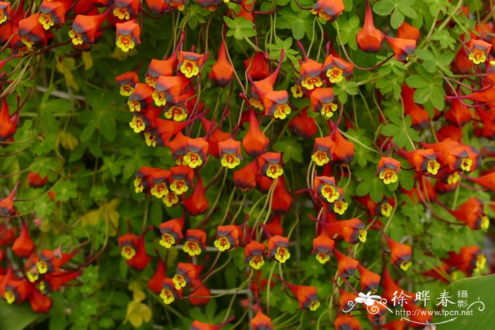 三色旱金莲 Tropaeolum tricolor