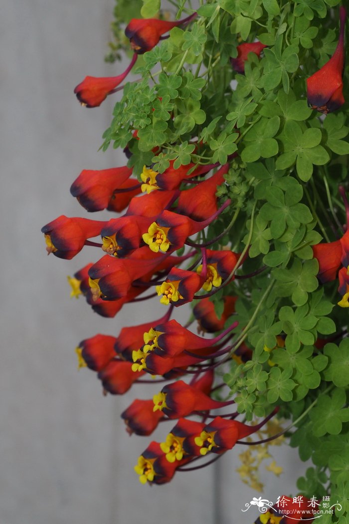 三色旱金莲 Tropaeolum tricolor