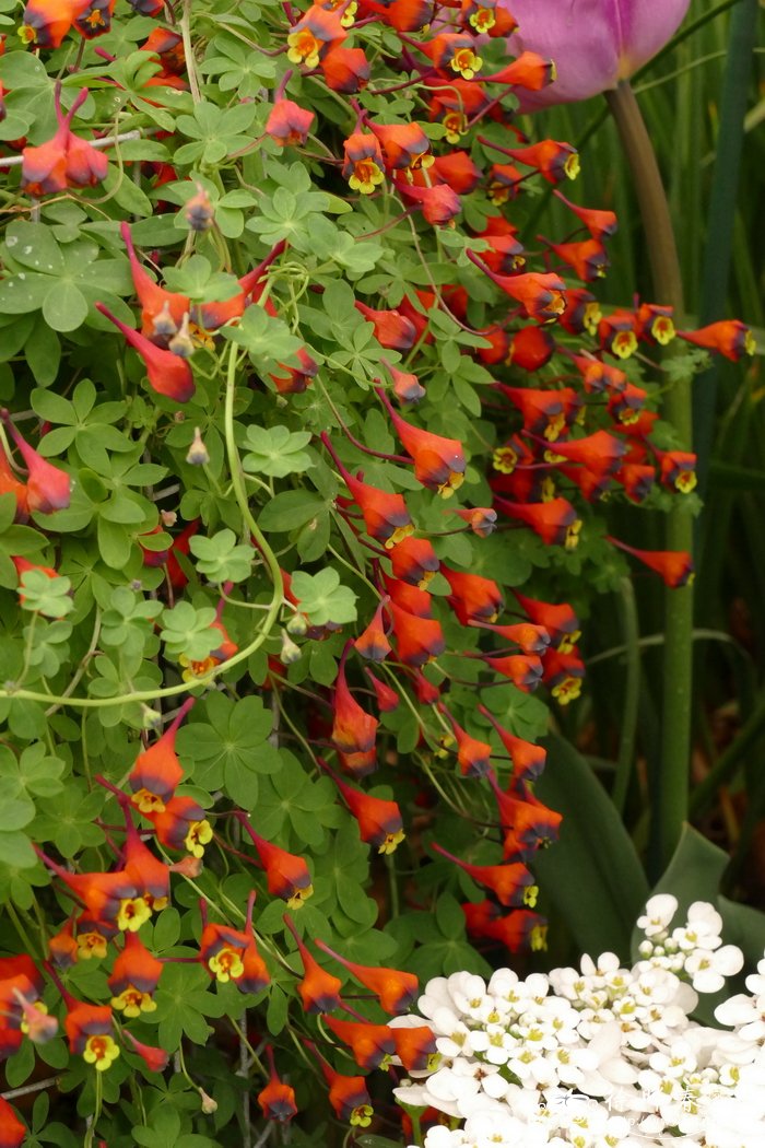 三色旱金莲 Tropaeolum tricolor