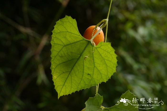 王瓜Trichosanthes cucumeroides