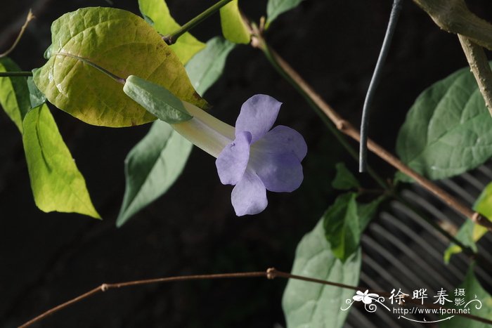 皱边山牵牛 Thunbergia crispa