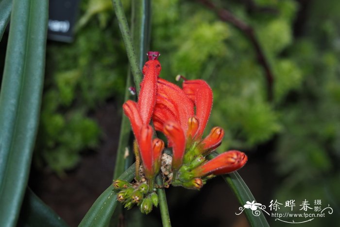 腾冲芒毛苣苔Aeschynanthus tengchungensis