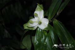 藤露兜Freycinetia scandens